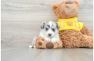 Aussiechon Puppy for Adoption