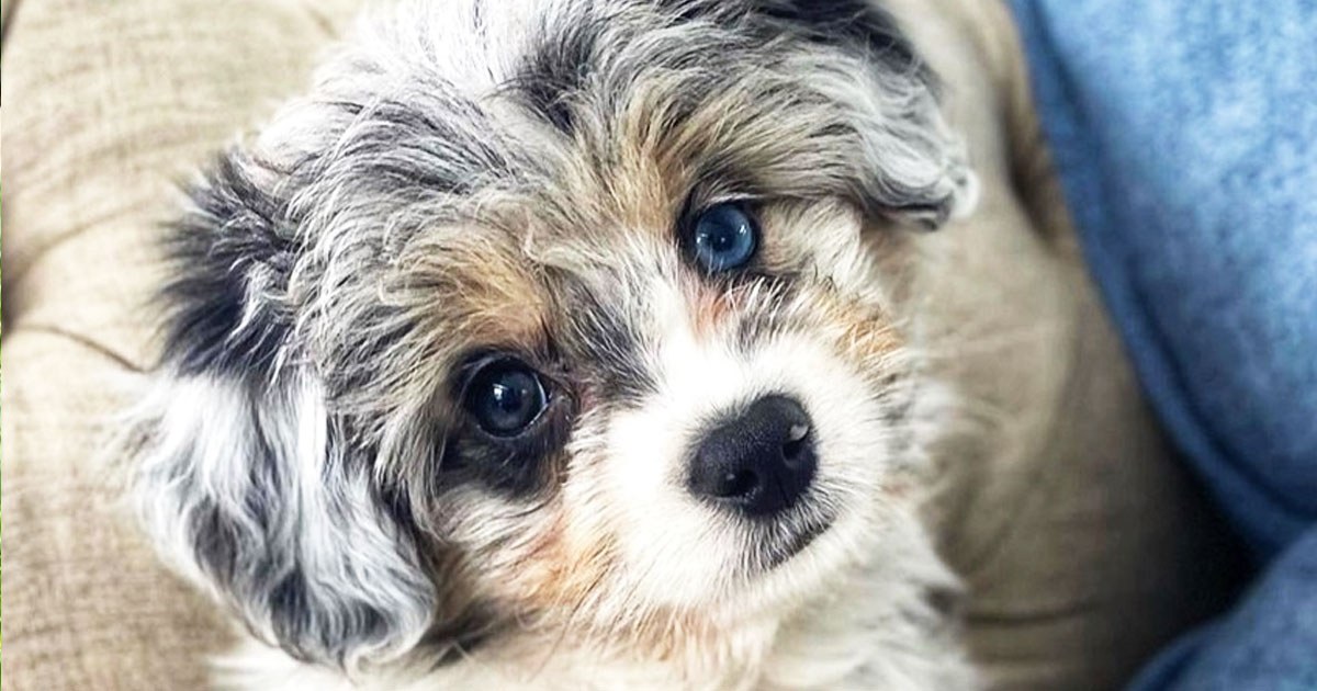 Maltese toy aussie clearance mix full grown