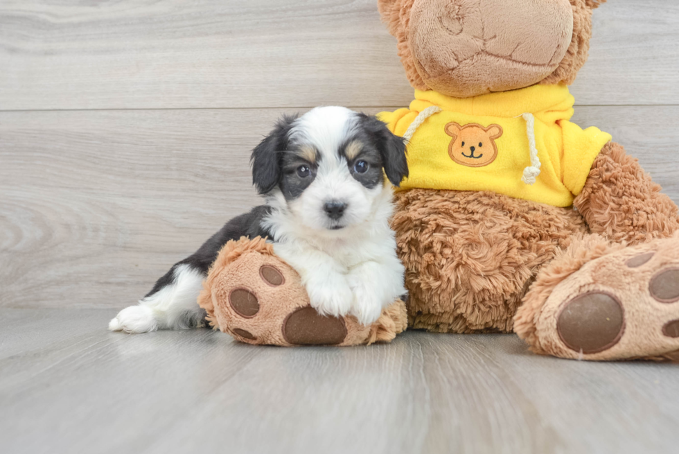 Energetic Australian Designer Puppy