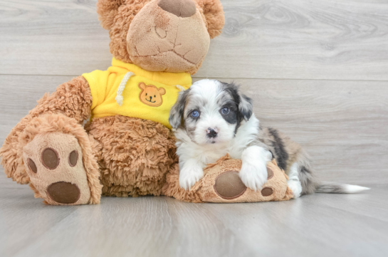 https://premierpups.com/azure/affordablepup/pups/aussiechon-gizmo-12451002946028480.jpg?preset=list