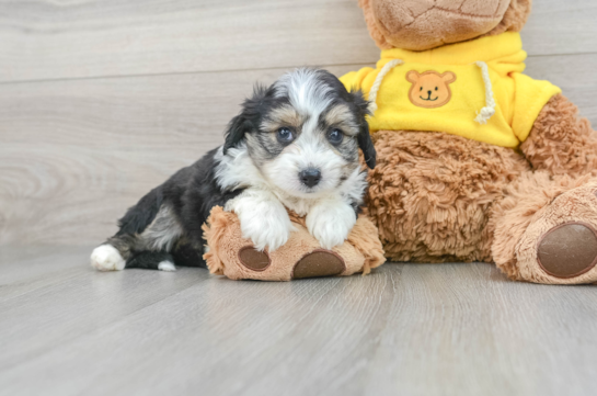Energetic Australian Designer Puppy