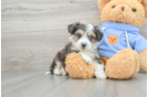 Smart Aussiechon Designer Pup