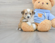 8 week old Aussiechon Puppy For Sale - Premier Pups