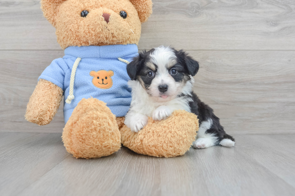 6 week old Aussiechon Puppy For Sale - Premier Pups