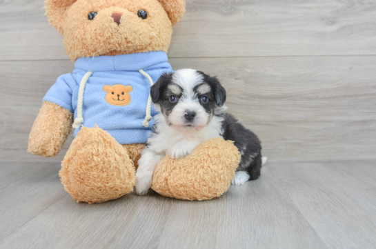 Smart Aussiechon Designer Pup