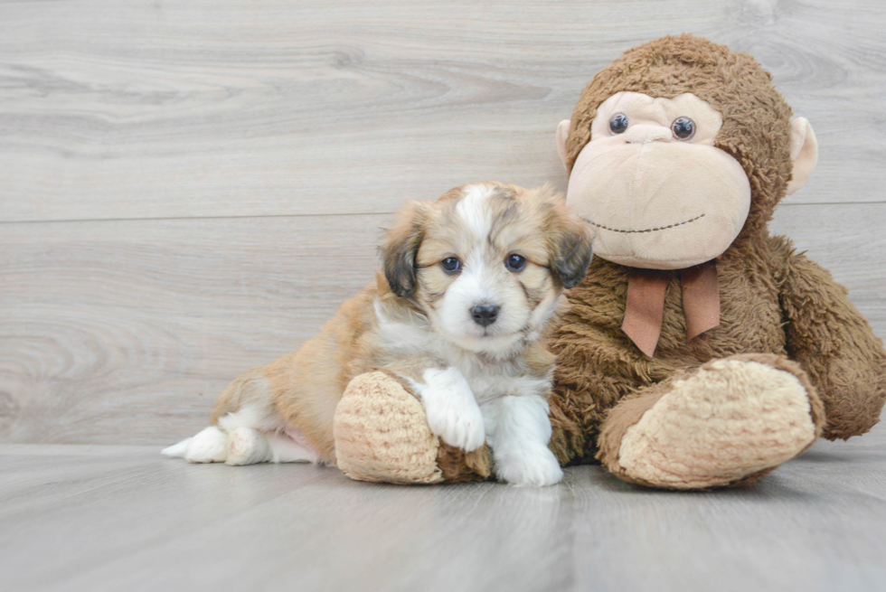 Energetic Australian Designer Puppy