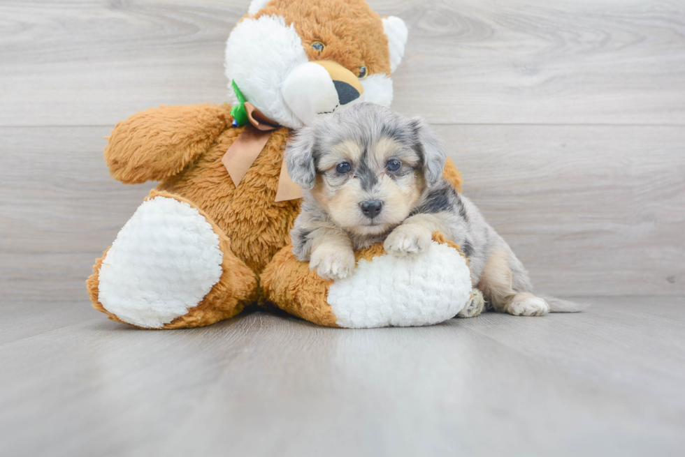 Meet Kova - our Aussiechon Puppy Photo 1/3 - Premier Pups
