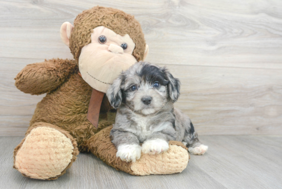 Aussiechon Puppy for Adoption