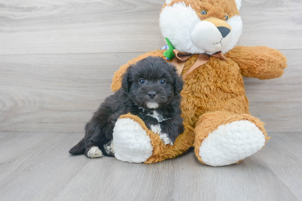 Meet Kyle - our Aussiechon Puppy Photo 1/3 - Premier Pups