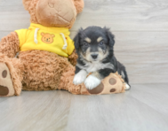 7 week old Aussiechon Puppy For Sale - Premier Pups