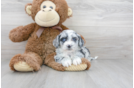 Meet Maizy - our Aussiechon Puppy Photo 1/3 - Premier Pups