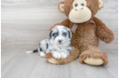 Meet Maizy - our Aussiechon Puppy Photo 2/3 - Premier Pups