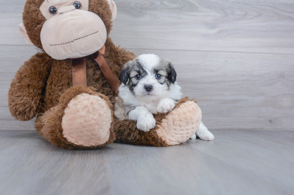 Aussiechon Puppies for Sale Premier Pups located in Ohio