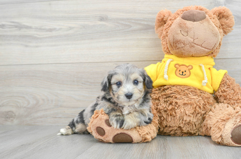 6 week old Aussiechon Puppy For Sale - Premier Pups