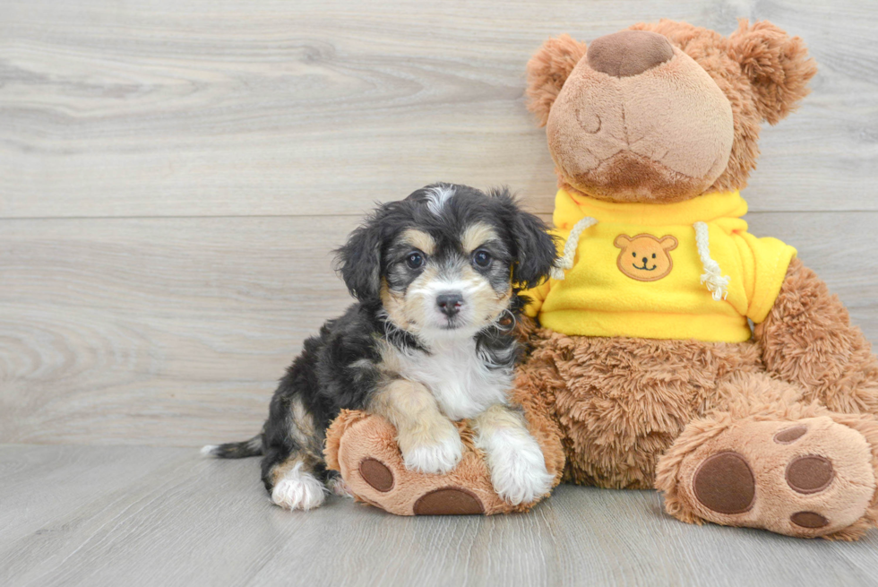 Petite Aussiechon Designer Pup