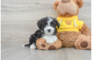 Funny Aussiechon Designer Pup