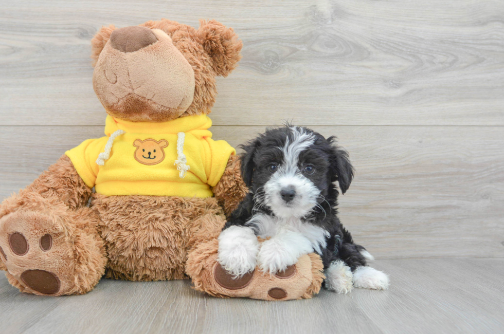 9 week old Aussiechon Puppy For Sale - Premier Pups