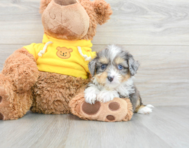 8 week old Aussiechon Puppy For Sale - Premier Pups