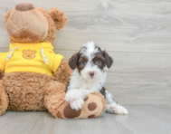 9 week old Aussiechon Puppy For Sale - Premier Pups