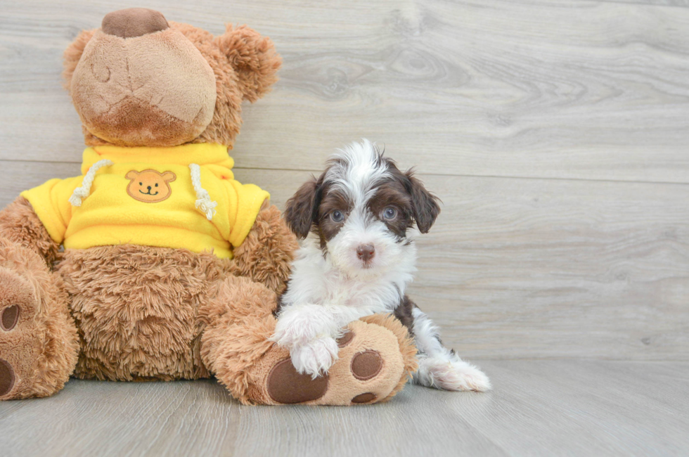 9 week old Aussiechon Puppy For Sale - Premier Pups