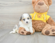 9 week old Aussiechon Puppy For Sale - Premier Pups