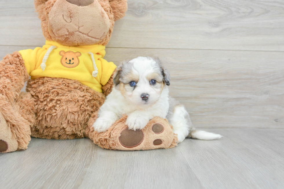 Small Aussiechon Baby