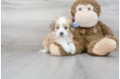 Meet Panerai - our Aussiechon Puppy Photo 2/3 - Premier Pups