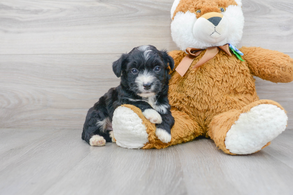 Meet Plato - our Aussiechon Puppy Photo 1/3 - Premier Pups