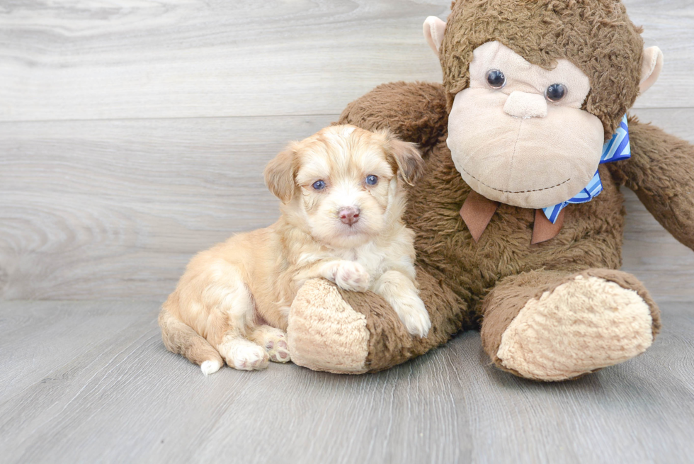 Meet Pongo - our Aussiechon Puppy Photo 1/3 - Premier Pups