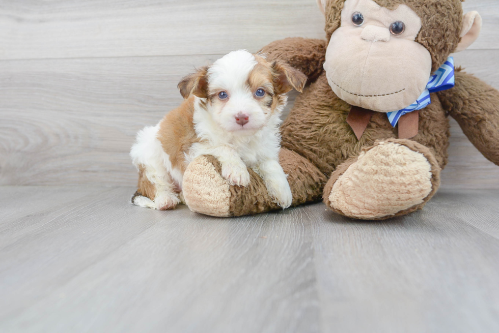 Meet Prue - our Aussiechon Puppy Photo 1/3 - Premier Pups