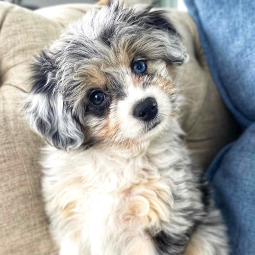 Aussiechon Puppy For Sale - Premier Pups