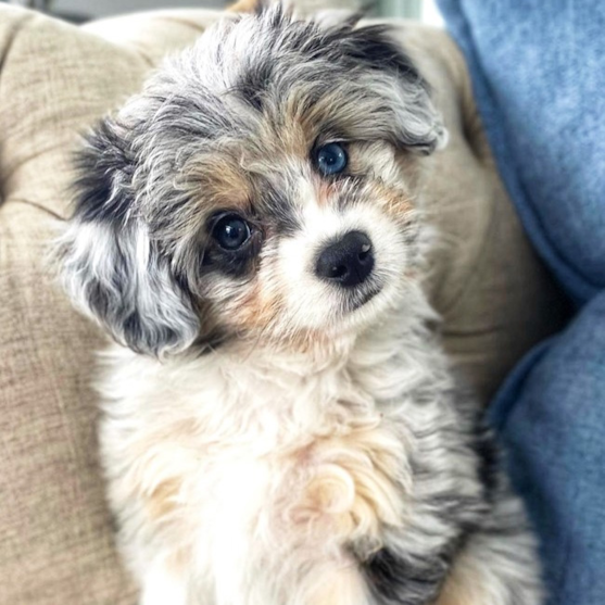 A merle Aussiechon sitting on the couch