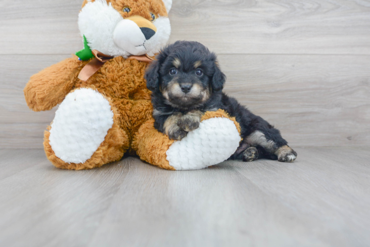 Meet Ralphie - our Aussiechon Puppy Photo 1/3 - Premier Pups