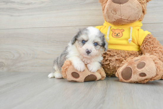 Popular Aussiechon Designer Pup