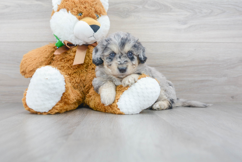 Meet Rocky - our Aussiechon Puppy Photo 2/3 - Premier Pups