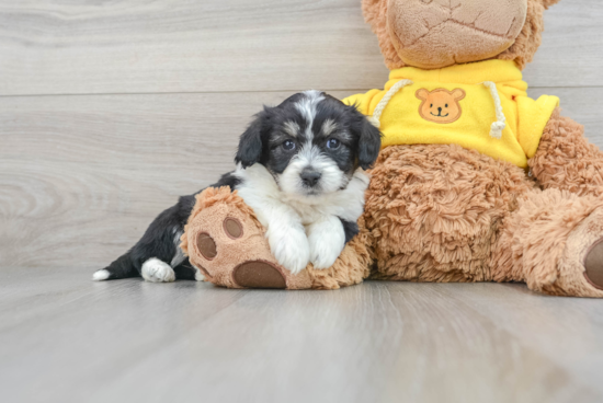 Aussiechon Puppy for Adoption