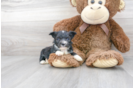Meet Toto - our Aussiechon Puppy Photo 2/3 - Premier Pups