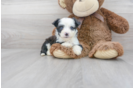Meet Trev - our Aussiechon Puppy Photo 1/3 - Premier Pups