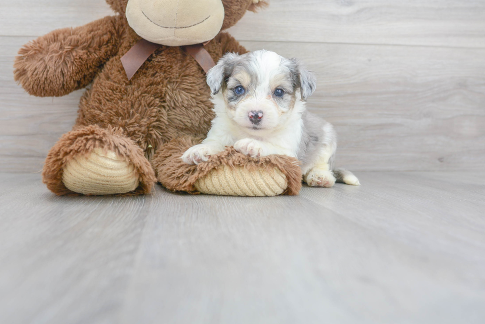 Meet Trigger - our Aussiechon Puppy Photo 1/3 - Premier Pups