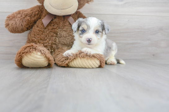 7 week old Aussiechon Puppy For Sale - Premier Pups