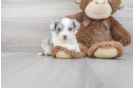 Meet Trigger - our Aussiechon Puppy Photo 2/3 - Premier Pups