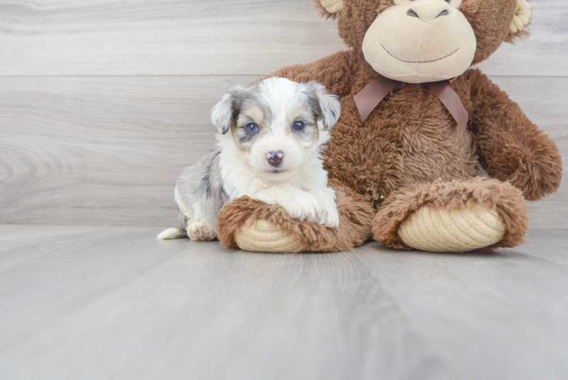 Meet Trigger - our Aussiechon Puppy Photo 2/3 - Premier Pups