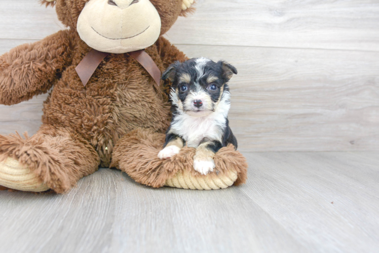 Meet Trina - our Aussiechon Puppy Photo 1/2 - Premier Pups