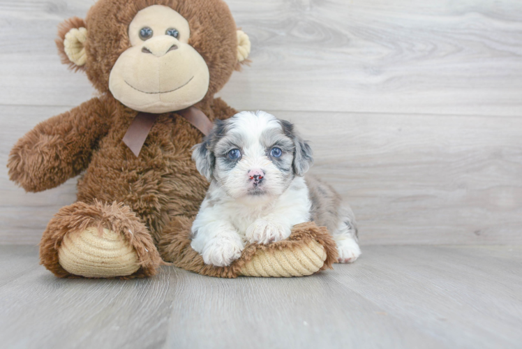 Meet Twilight - our Aussiechon Puppy Photo 2/3 - Premier Pups