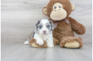 Meet Twilight - our Aussiechon Puppy Photo 1/3 - Premier Pups