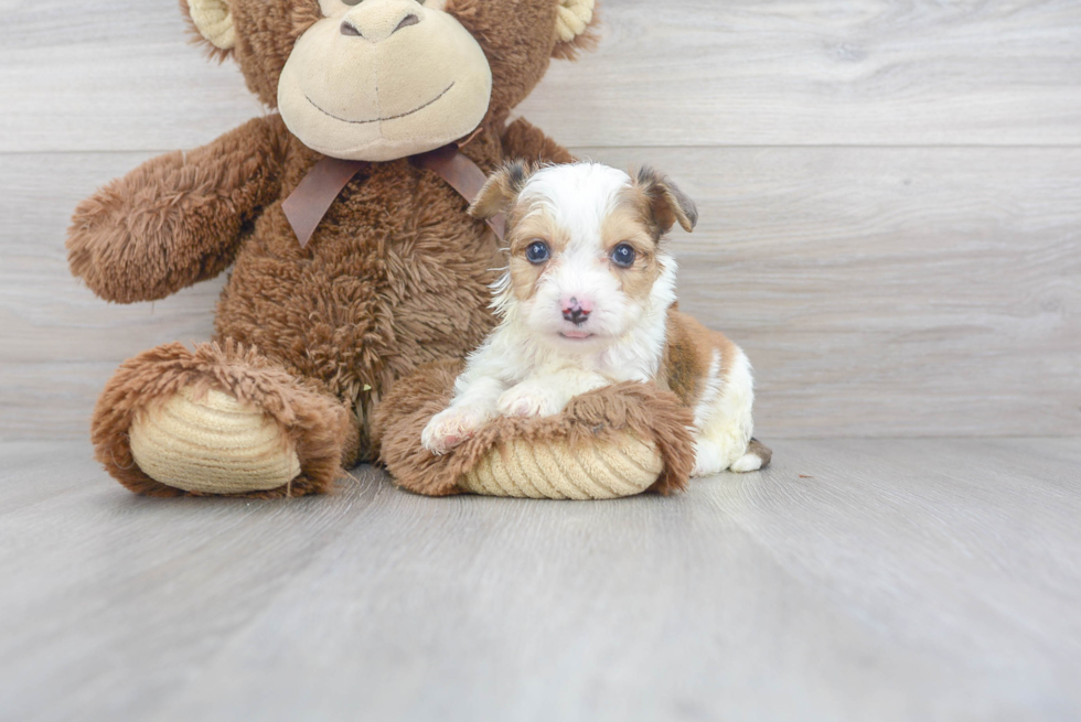 Meet Tyco - our Aussiechon Puppy Photo 2/3 - Premier Pups