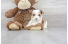 Meet Tyco - our Aussiechon Puppy Photo 2/3 - Premier Pups