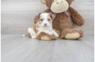Meet Tyco - our Aussiechon Puppy Photo 1/3 - Premier Pups