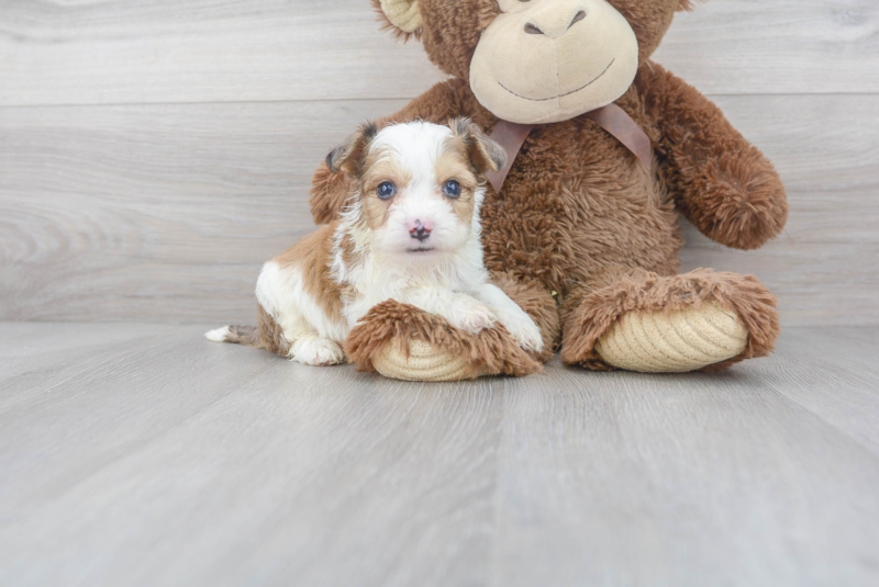 Meet Tyco - our Aussiechon Puppy Photo 1/3 - Premier Pups