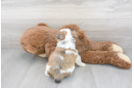 Meet Tyco - our Aussiechon Puppy Photo 3/3 - Premier Pups